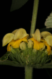 Phlomis longifolia RCP05-07 274.jpg